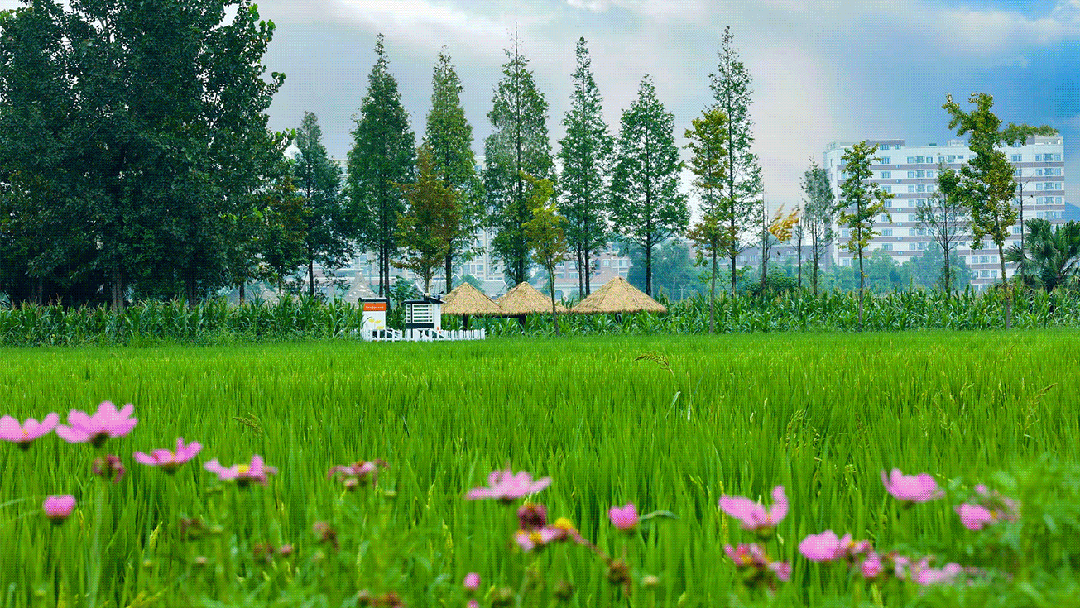 节目征集令“乡约趣八jio”乡村音乐会  你的舞台等你来秀！