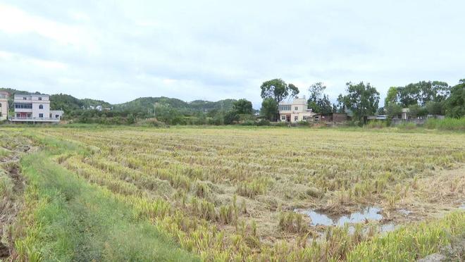 九游app：秸秆别烧！龙川农业专家教你变废为宝的妙用方法