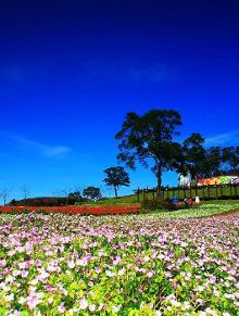 渝你相约·巴南过年2026春节游玩“剧透”超有料！